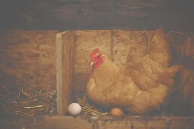¿Qué pasa si un huevo de gallina se enfría?