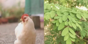 Moringa para Pollos: Cómo Prepararla y Beneficios