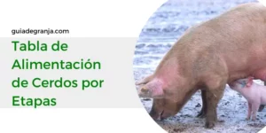 Tabla de Alimentación de Cerdos por Etapas + PDF