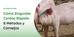 Cómo Engordar Cerdos Rápido: 8 Métodos y Consejos