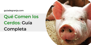 Qué Comen los Cerdos y Qué NO Deben Comer