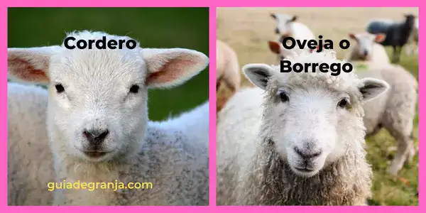 cual es la diferencia entre borrego y oveja