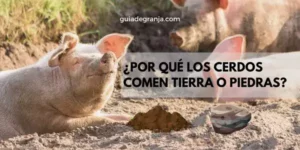 ¿Por Qué los Cerdos Comen Tierra o Piedras? Conoce las Causas