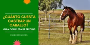 ¿Cuánto Cuesta Castrar un Caballo? ▷ Guía de Precios 2023