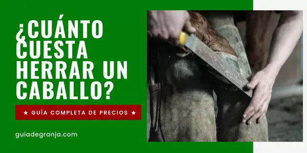 cuanto cuesta herrar un caballo en España
