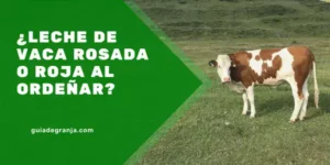 Leche de Vaca Rosada o Roja al Ordeñar: Causas y Tratamiento