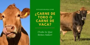 ¿Se Come la Carne de Toro o Solo de Vacas? Lo que Debes Saber