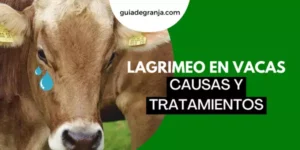 ¿Por Qué las Vacas Lagrimean? Causas y Tratamientos