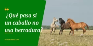 ¿Por qué los Caballos Salvajes No Necesitan Herraduras?