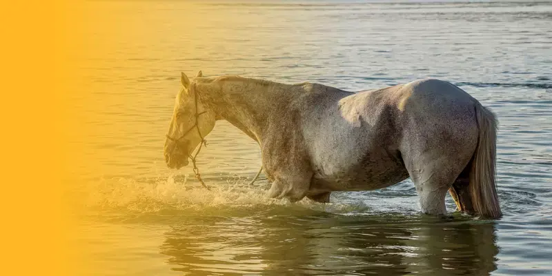 Porque los caballos se ahogan por el ano