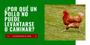 Pollo No Puede Levantarse o Caminar: 7 Causas y Soluciones