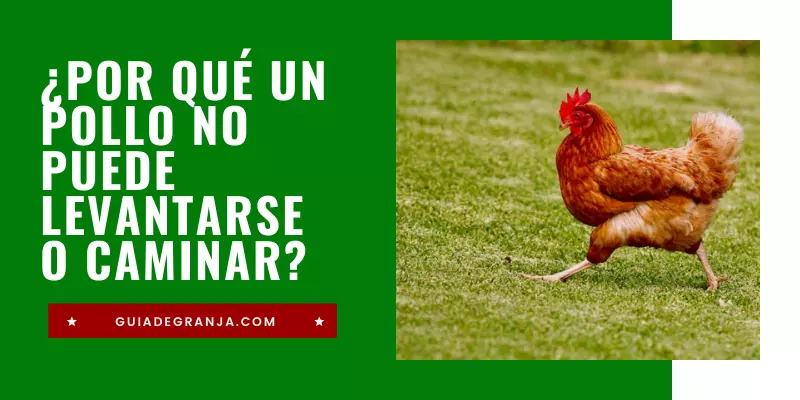 Pollo No Puede Levantarse o Caminar (7 Causas y Soluciones)