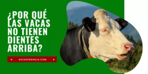 ¿Por qué las Vacas No Tienen Dientes Arriba? ¿Cómo Comen?