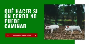 Cerdo No se Levanta y No Camina (8 Causas y Tratamientos)