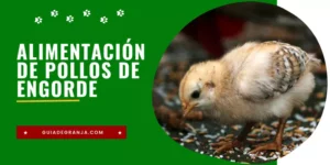 Guía de Alimentación de Pollos de Engorde (PDF)