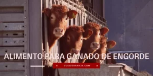 Cómo Hacer Alimento para Ganado de Engorde y Fórmula (PDF)