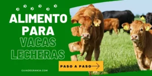 Cómo Hacer Alimento para Vacas Lecheras + Fórmula (PDF)