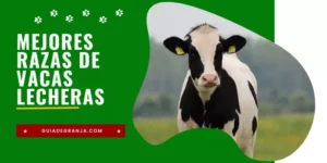 10 Mejores Razas de Vacas Lecheras (Comparativa)