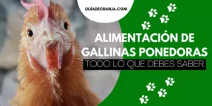 Alimentación para Gallinas Ponedoras 100% Efectiva + PDF